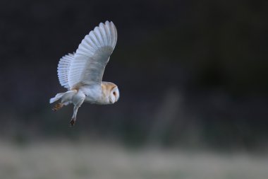 Vahşi peçeli baykuş (Tyto alba) uçuş güzel koyu zıt arka plan ile. İngiltere'de çekilmiş. Sigara esir kuş.