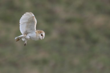 Vahşi peçeli baykuş (Tyto alba) uçuş güzel yeşil alan arka plan ile. İngiltere'de çekilmiş. Sigara esir kuş.