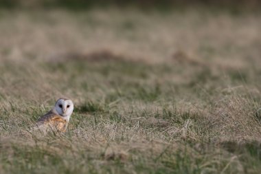 Vahşi peçeli baykuş (Tyto alba) sana düz seyir alan durdu. İngiltere'de çekilmiş. Sigara esir kuş.