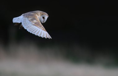 Vahşi peçeli baykuş (Tyto alba) uçuş güzel koyu zıt arka plan ile. İngiltere'de çekilmiş. Sigara esir kuş.