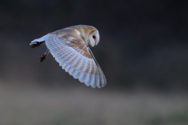 Uçuş vahşi peçeli baykuş (Tyto alba). İngiltere'de çekilmiş. Sigara esir kuş.