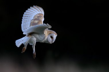 Vahşi peçeli baykuş (Tyto alba) uçuş güzel koyu zıt arka plan ile. İngiltere'de çekilmiş. Sigara esir kuş.
