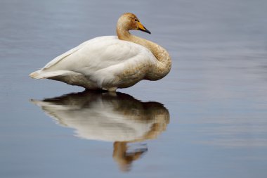 Ötücü kuğu (Cygnus cygnus) göl güzel yansıması ile durdu