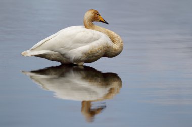 Whooper Swan (Cygnus cygnus) stood in lake with beautiful reflection clipart