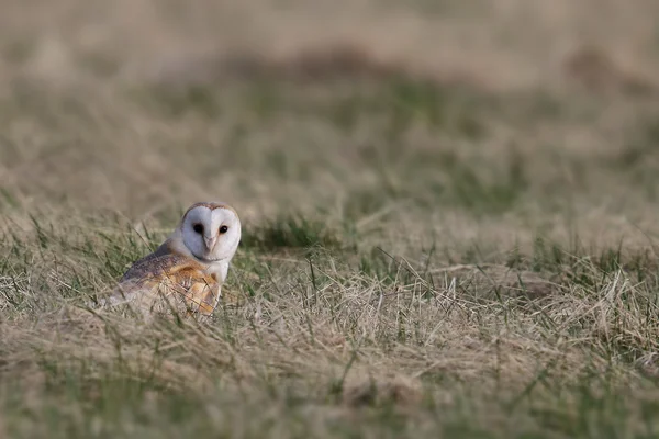 Divoký sova pálená (Tyto alba) stál v poli hledí přímo na vás. Přijata v Británii. Bez zajetí pták. — Stock fotografie