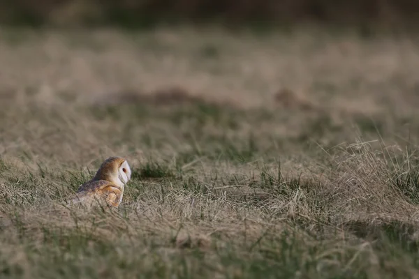 Wild Barn Owl (Tyto alba) stood in field looking right. Taken in the UK. Non Captive Bird. — Stock Photo, Image