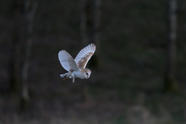 Wild sova pálená (Tyto alba) v letu s lesní pozadím. Přijata v Británii. Bez zajetí pták. — Stock fotografie