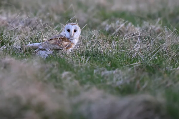 Divoký sova pálená (Tyto alba) stál v poli hledí přímo na vás. Přijata v Británii. Bez zajetí pták. — Stock fotografie