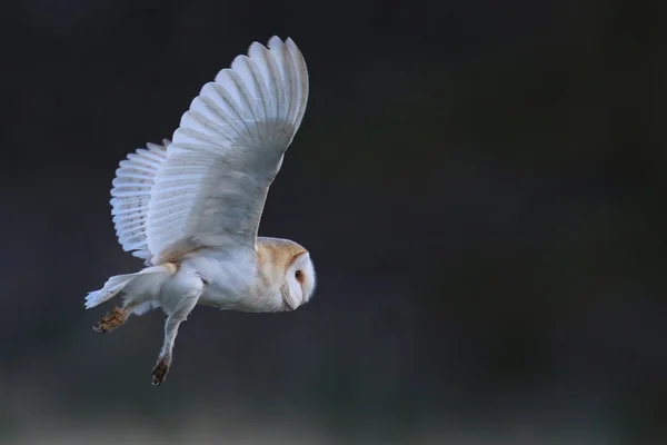 野生谷仓猫头鹰 (tyto) 在飞行与可爱深色背景形成对比。采取在英国。非被囚禁的小鸟. — 图库照片