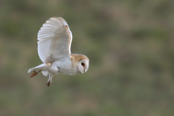 Wild Barn Owl (Tyto alba) in flight with lovely green field bon. Снято в Великобритании. Non Captive Bird . — стоковое фото