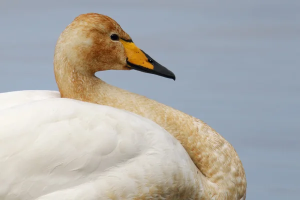 Ötücü kuğu (Cygnus cygnus) baş ve boyun portre mavi gökyüzü ile göl bahind yansıyan — Stok fotoğraf