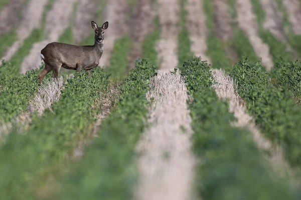 Ciervo salvaje (Capreolus capreolus) estaba parado en un campo arado, surcado de los granjeros. Escocia, Reino Unido . — Foto de Stock