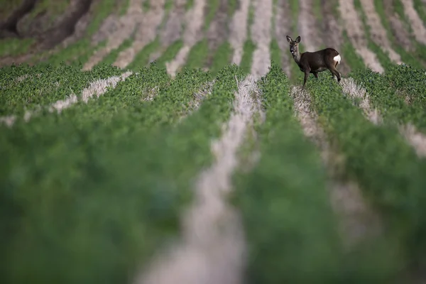 Wild Roe Deer (Capreolus capreolus) stood in a farmers ploughed, furrowed field. Scotland, UK. — Stock Photo, Image