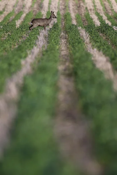 Wild Roe Deer (Capreolus capreolus) stood in a farmers ploughed, furrowed field. Scotland, UK. — Stock Photo, Image