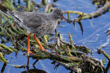 Vahşi ortak Redshank (Tringa totanus) Avrasya wader büyük ailesindeki Scolopacidae var. Bogbean bitki arasında durdu.