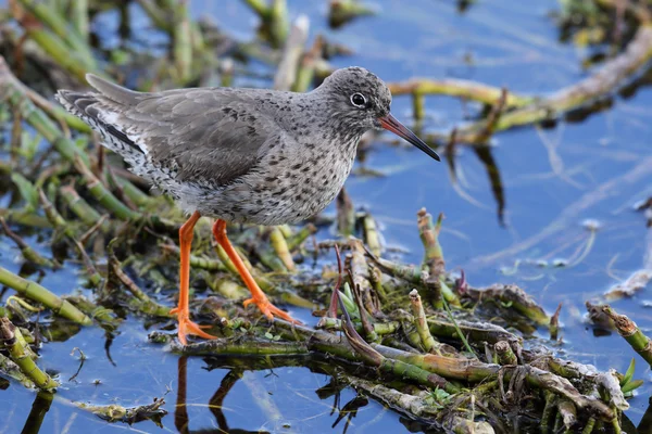 Wild Common Redshank (Tringa totanus) is a Eurasian wader in the large family Scolopacidae. Stood amongst a bogbean plant. — Stock Photo, Image