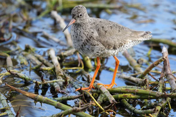 Wild Common Redshank (Tringa totanus) is a Eurasian wader in the large family Scolopacidae. Stood amongst a bogbean plant. — Stock Photo, Image