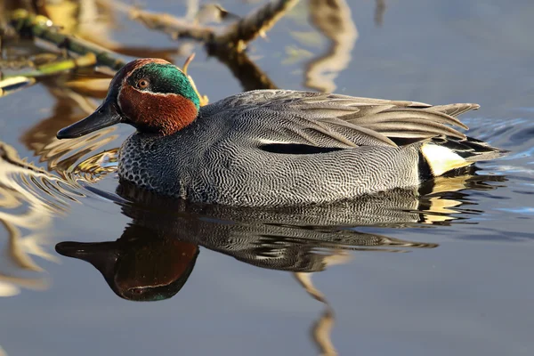 Drake Common Teal (Anas crecca) refletido em um lago escocês — Fotografia de Stock