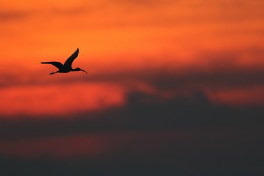 Montrose Basin, Angus, İskoçya 'da Vahşi Glossy Ibis (Plegadis falcinellus). Az bulunur İngiliz kuşu. Gün batımında siluetle çekildi..
