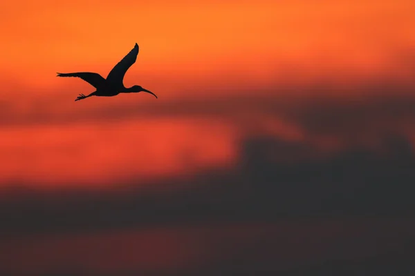 Wild Glossy Ibis (Plegadis falcinellus) w dorzeczu Montrose, Angus, Szkocja. Rzadki brytyjski ptak. Przyjęta sylwetką o zachodzie słońca. — Zdjęcie stockowe
