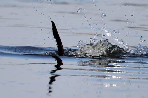 Loutre d'Europe (Lutra lutra) porte. Reflété dans l'eau bleue. Pris en Écosse. Reflété dans l'eau . — Photo