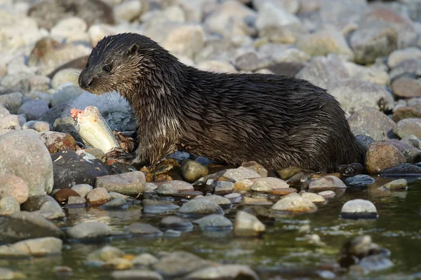 Ritratto selvaggio di lontra europea (Lutra lutra) sul lungofiume che mangia un salmone. Preso in Scozia, Regno Unito . — Foto Stock