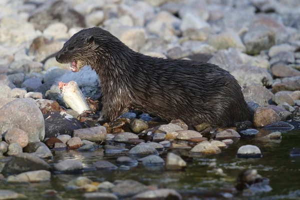 Wild European Otter portrait (Lutra lutra) by the riverside eating a Salmon. Taken in Scotland, UK.