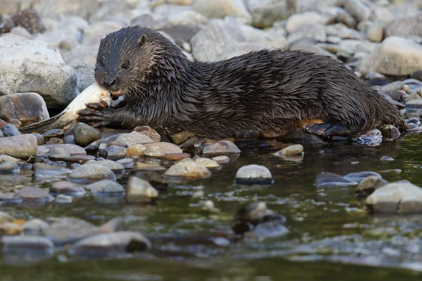 Ritratto selvaggio di lontra europea (Lutra lutra) sul lungofiume che mangia un salmone. Preso in Scozia, Regno Unito . — Foto Stock