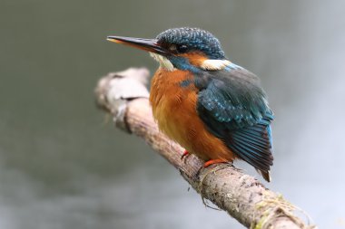 Dişi Yabani Ortak Kingfisher (Alcedo atthis) dal levrek oturdu. Morton Lochs, Fife, İskoçya'da çekilmiş.