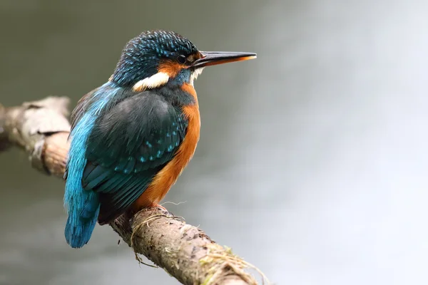 Female Wild Common Kingfisher (Alcedo atthis) sat on branch perch. Taken at Morton Lochs, Fife, Scotland. — Stock Photo, Image