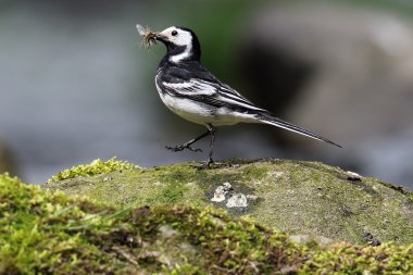Alaca kuyruksallayan (Motacilla alba) bir rock nehir kıyısında durdu. Gaga uçar tam. Angus, İskoçya'da alınan.
