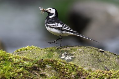 Pied Wagtail (Motacilla alba) stood on a rock by the river. Beak full of flies. Taken in Angus, Scotland. clipart