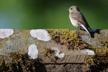 Vahşi benekli sinekkapan (Muscicapa striata) bir çatı tepe üstüne tünemiş. Angus, İskoçya, İngiltere'de alınan görüntü.