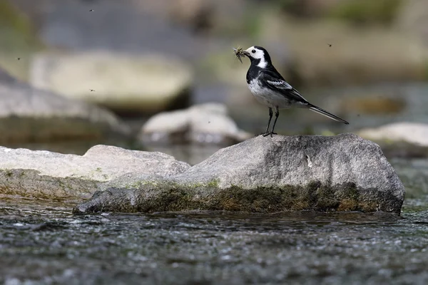 Pied Pliszka (Motacilla alba) stał się na skale nad rzeką. Dziób pełne much. Podjęte w Ellesmere Port,. — Zdjęcie stockowe