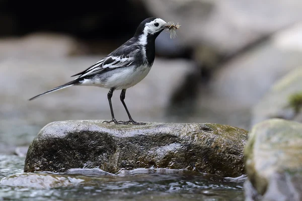 Pied Wagtail (Motacilla alba) stood on a rock by the river. Beak full of flies. Taken in Angus, Scotland. — Stock Photo, Image