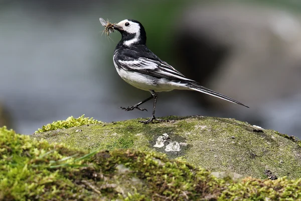 Pied Wagtail (Motacilla alba) estaba sobre una roca junto al río. Pico lleno de moscas. Tomado en Angus, Escocia . — Foto de Stock