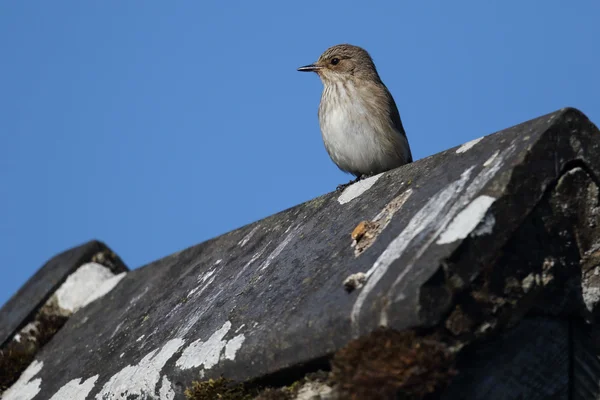 Atrapamoscas salvaje manchado (Muscicapa striata) encaramado en la parte superior de un ápice del techo. Imagen tomada en Angus, Escocia, Reino Unido . — Foto de Stock