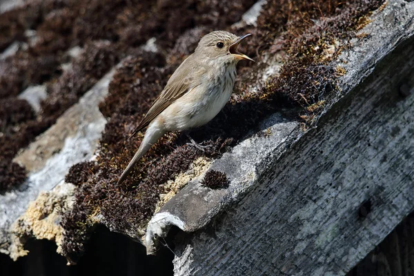 Atrapamoscas salvaje manchado (Muscicapa striata) encaramado en la parte superior de un ápice del techo. Imagen tomada en Angus, Escocia, Reino Unido . — Foto de Stock