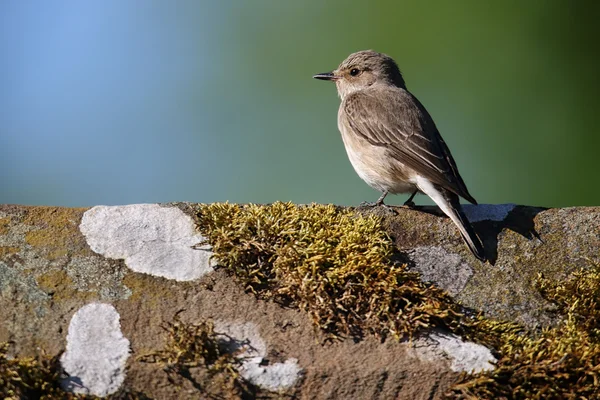 Vadon élő foltos légykapó (Muscicapa striata) ült a tetején a fedél csúcsa. Kép elvett-ban Angus, Scotland, Egyesült Királyság. — Stock Fotó