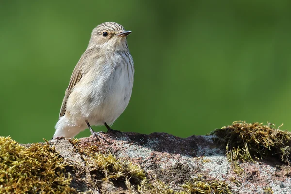 Atrapamoscas salvaje manchado (Muscicapa striata) encaramado en la parte superior de un ápice del techo. Imagen tomada en Angus, Escocia, Reino Unido . — Foto de Stock