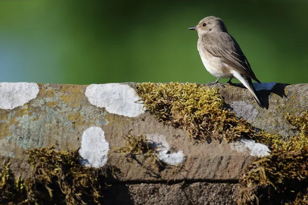 Atrapamoscas salvaje manchado (Muscicapa striata) encaramado en la parte superior de un ápice del techo. Imagen tomada en Angus, Escocia, Reino Unido . — Foto de Stock