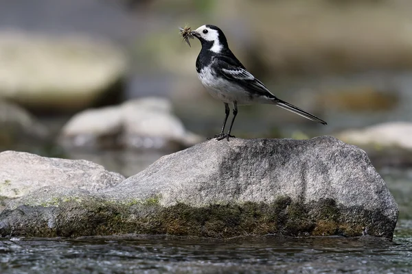 Pied Pliszka (Motacilla alba) stał się na skale nad rzeką. Dziób pełne much. Podjęte w Ellesmere Port,. — Zdjęcie stockowe