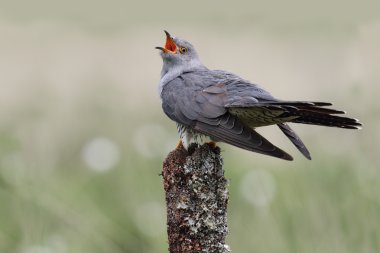 Wild adult Male Cuckoo (Cuculus canorus) calling. Image taken in Scotland, UK. clipart