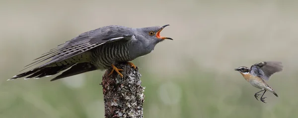 Dziki dorosły mężczyzna kukułka (Cuculus canorus) jest otoczona przez Pokląskwa (Saxicola rubetra). Zdjęcie zrobione w Szkocji, Wielka Brytania. — Zdjęcie stockowe