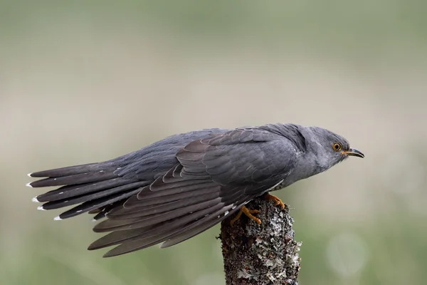 Vadon élő felnőtt férfi kakukk (Cuculus canorus) hívás. Képet hozott, Skócia, Egyesült Királyság. — Stock Fotó