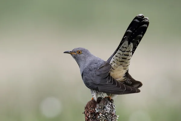 Wild adult Male Cuckoo (Cuculus canorus) calling. Image taken in Scotland, UK. — Stock Photo, Image