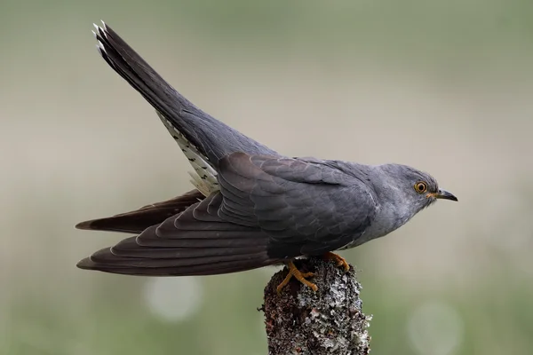 Wild adult Male Cuckoo (Cuculus canorus) calling. Image taken in Scotland, UK. — Stock Photo, Image