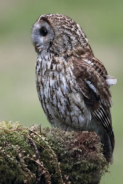 Tawny Baykuş (Strix aluco) yosunlu bir ağaç dalı üzerinde tünemiş. Vahşi kuş tutsak değil. İskoçya'da çekilen. — Stok fotoğraf