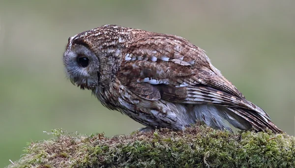 Chouette fauve (Strix aluco) perchée sur une branche d'arbre moussue. Oiseau sauvage non captif. Pris en Écosse . — Photo