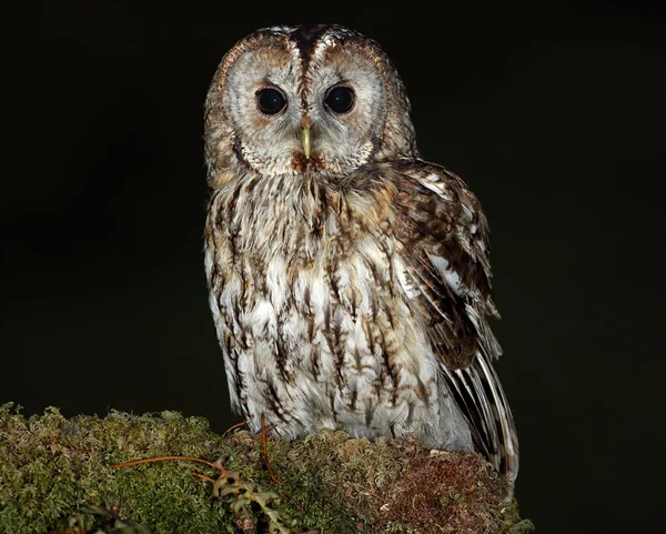 Tawny Owl (Strix aluco) сидит на ветке мшистого дерева. Дикая птица не пленница. Взято в Шотландии . — стоковое фото